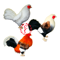 Exclusive fighting roosters for the collector from the Philippines