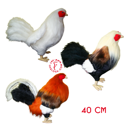 Exclusive fighting roosters for the collector from the Philippines